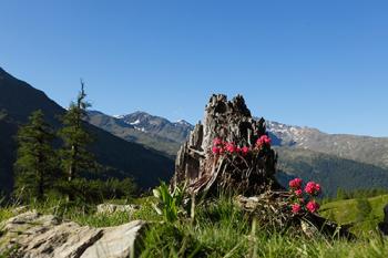 Fioritura del rododendro in Val d'Ultimo