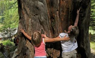 Ultental’s famous ancient larch trees