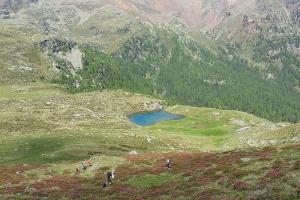 Flowers in the Alps