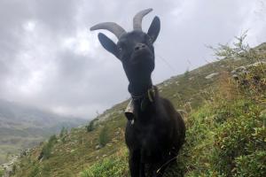 Begegnungen am Falkomaisee