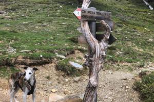 Dogs are hiking