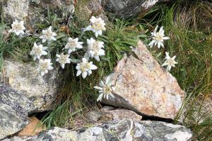 Alpine Edelweiss