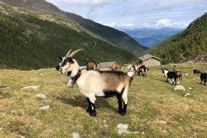 Goats in the mountains