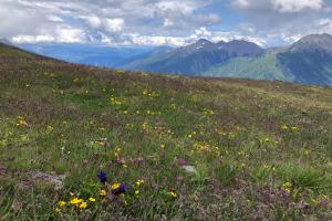 Fiori in montagna