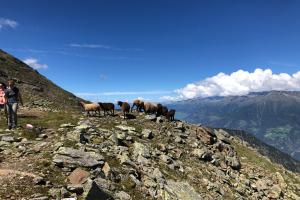 Sheeps from Ulten Valley