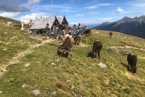 Schusterhüttl mountain hut