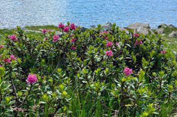 Fioritura del rododendro in Val d'Ultimo