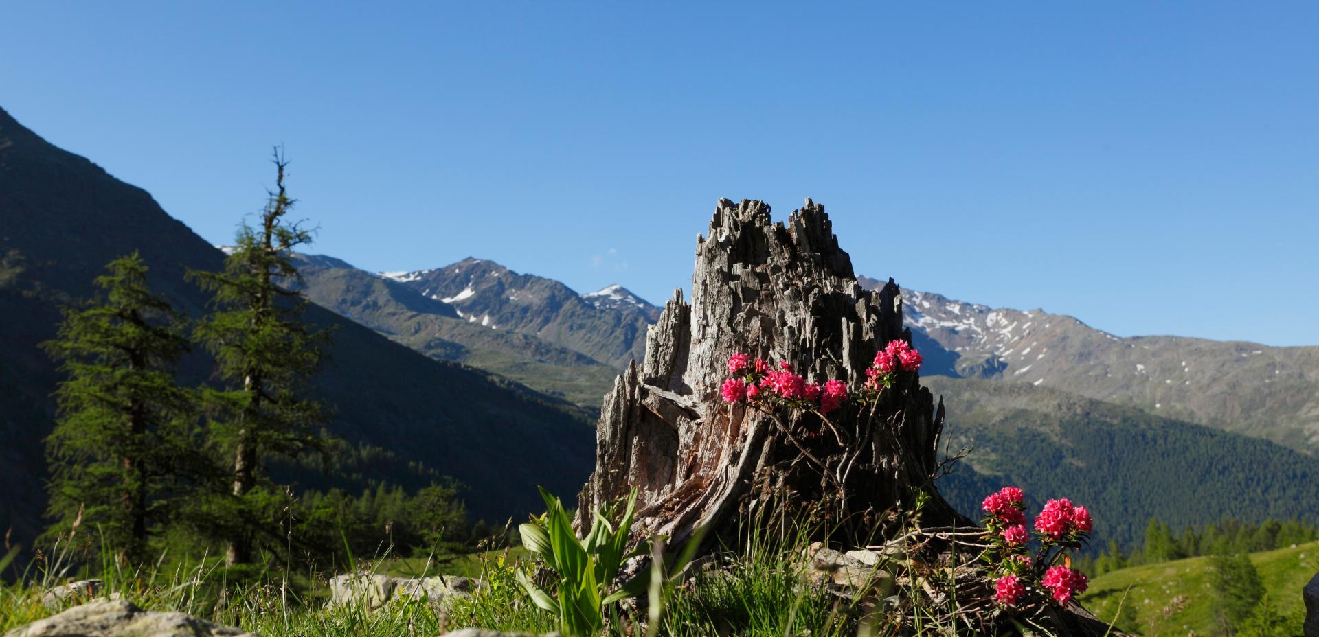 Rododendro - tempo della fioritura in Val d'Ultimo